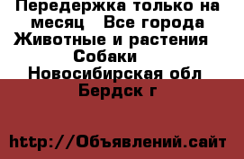 Передержка только на месяц - Все города Животные и растения » Собаки   . Новосибирская обл.,Бердск г.